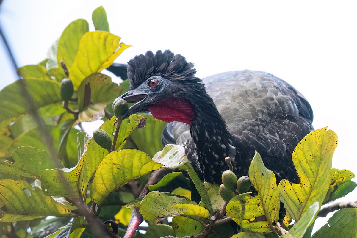 Crested Guan - ML534082541