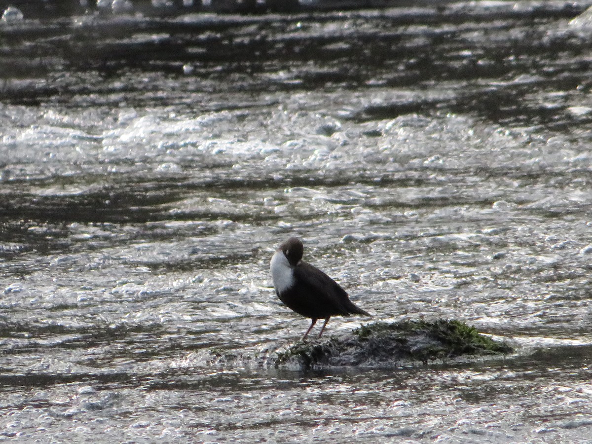 White-throated Dipper - ML534082601