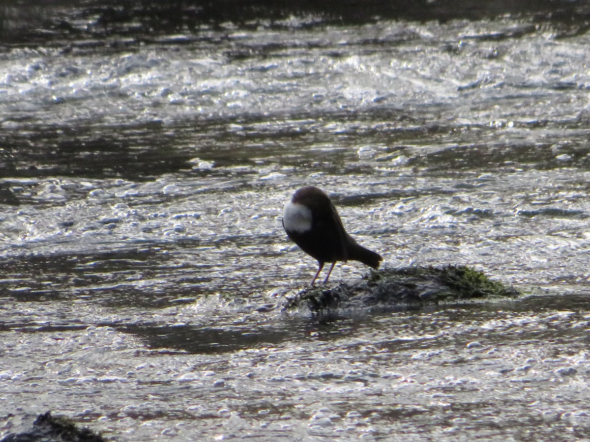 White-throated Dipper - ML534083061