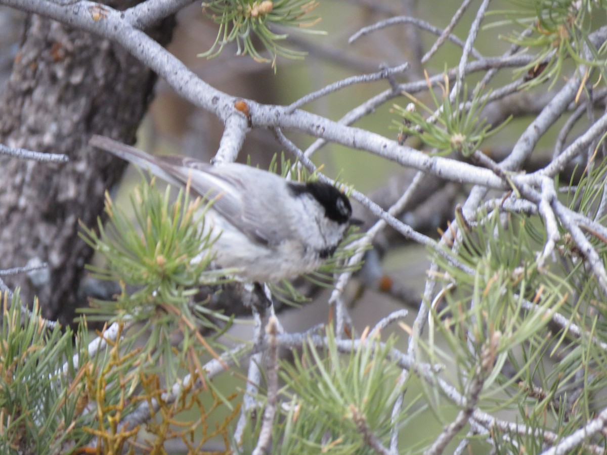 Mountain Chickadee - Nancy Henke