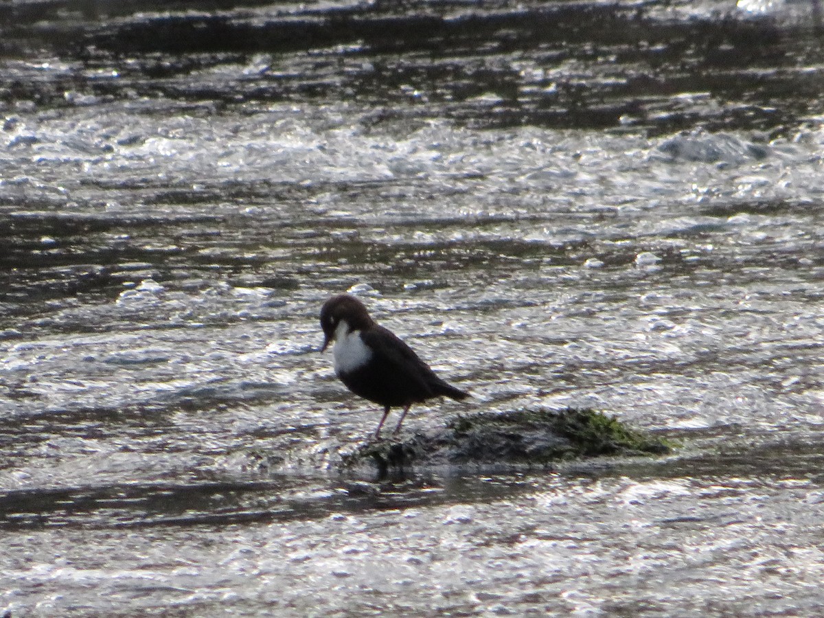 White-throated Dipper - ML534083441