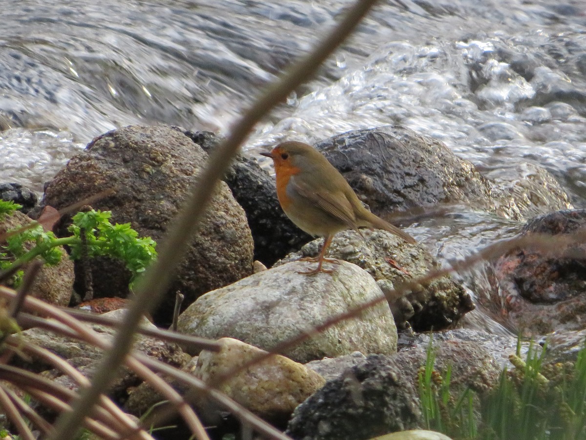 European Robin - ML534083971