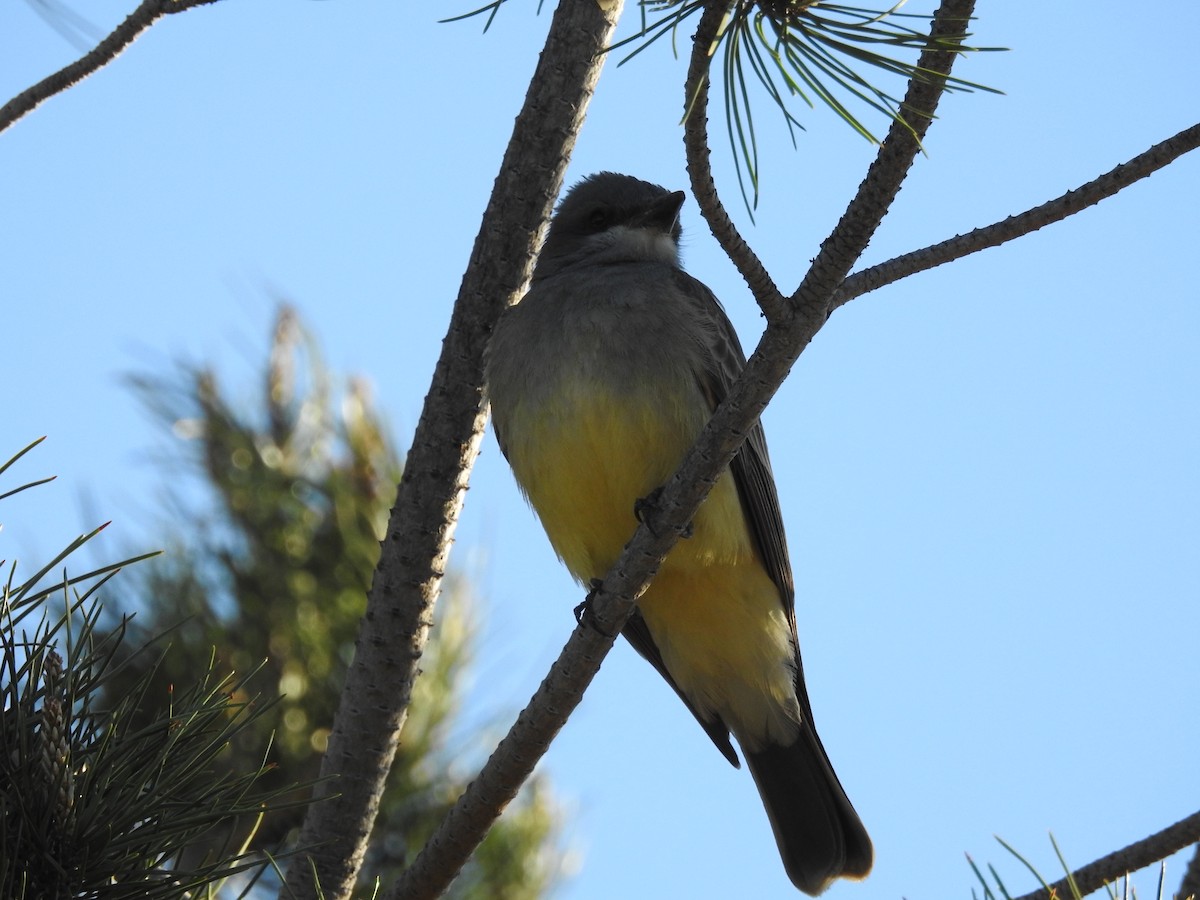 Cassin's Kingbird - ML53408421