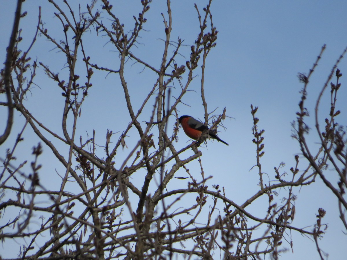 Eurasian Bullfinch - ML534084661