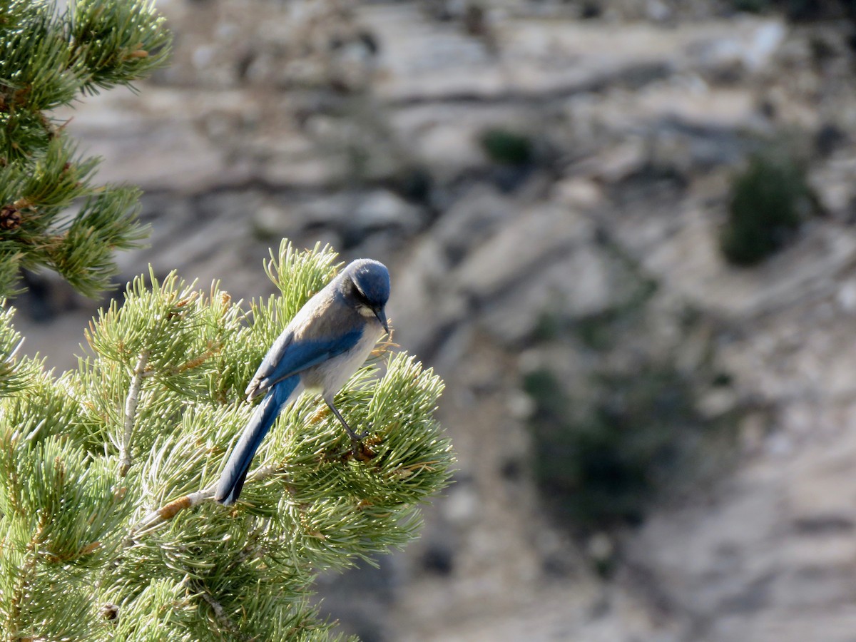 Woodhouse's Scrub-Jay - ML534084701