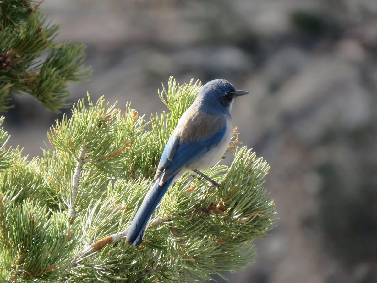 Woodhouse's Scrub-Jay - ML534084711