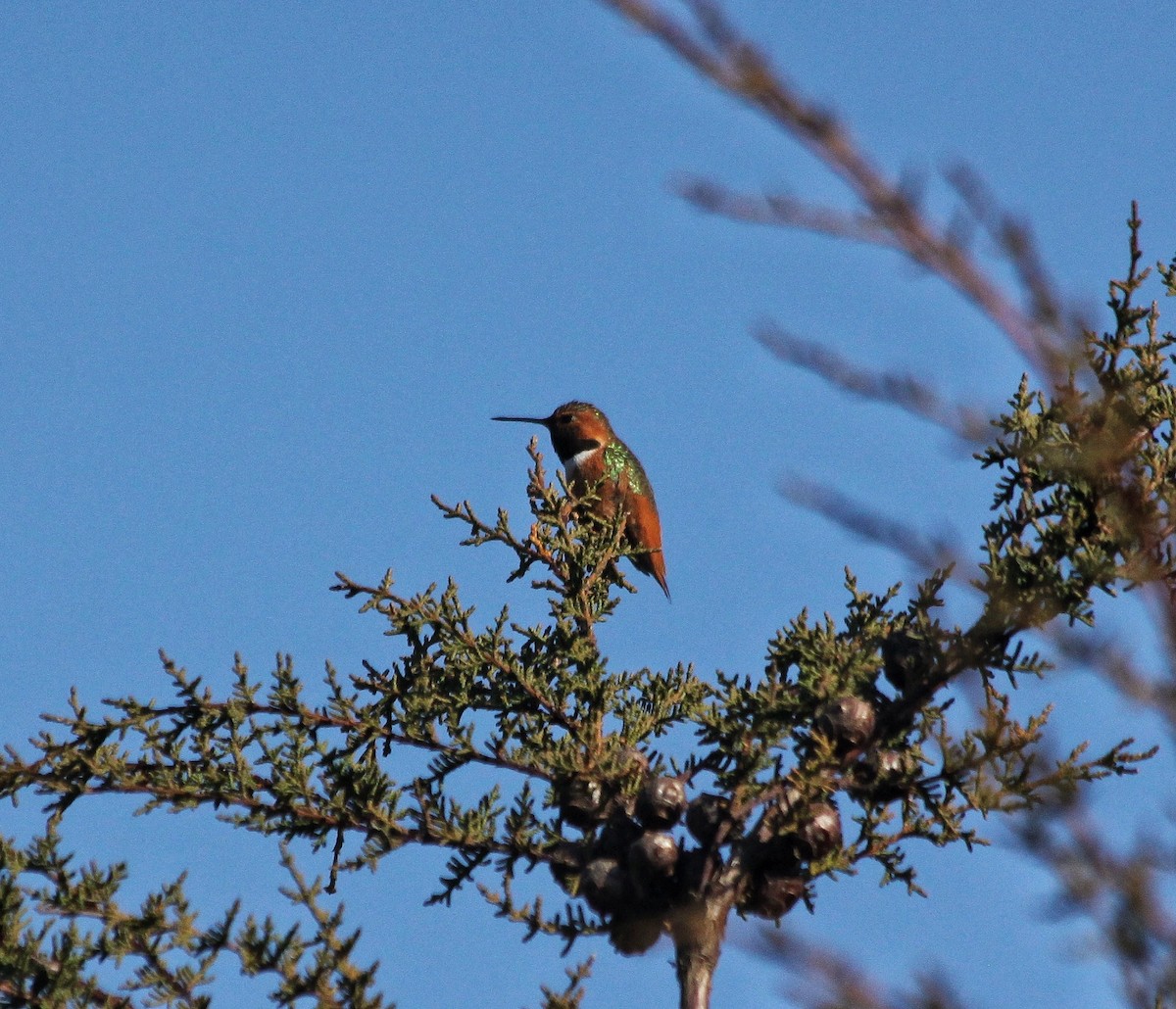 Allen's Hummingbird - ML534085301