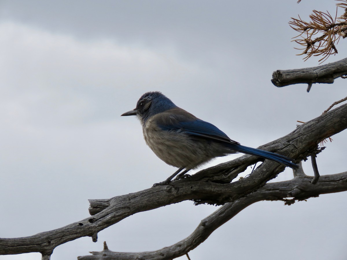 Woodhouse's Scrub-Jay - Nancy Henke