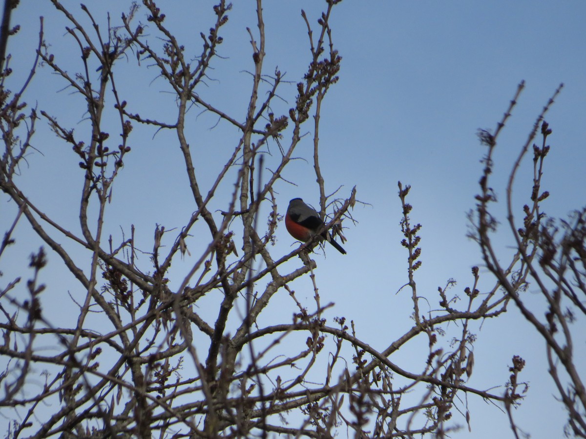 Eurasian Bullfinch - ML534085751