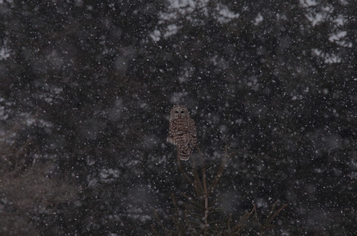 Barred Owl - ML534086531