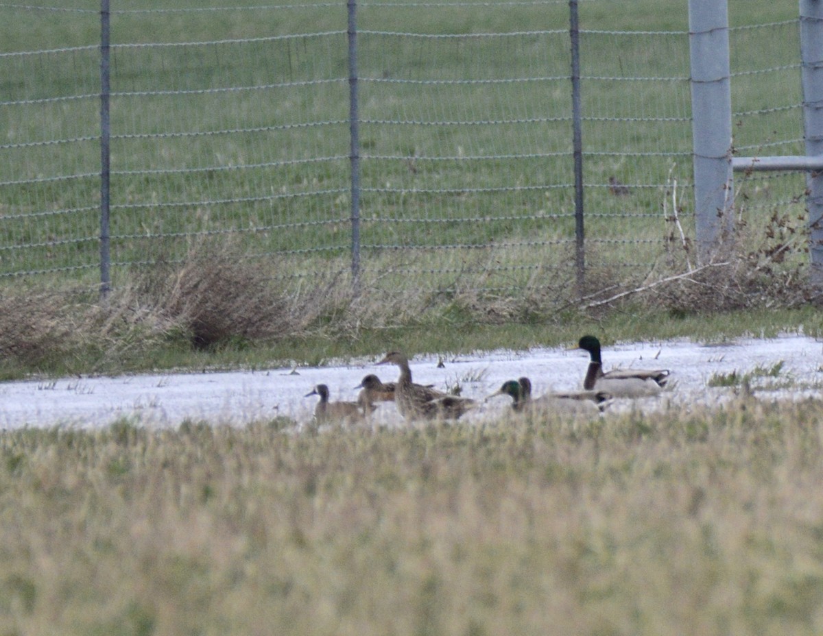 anatidé sp. (canard barboteur sp.) - ML53408721