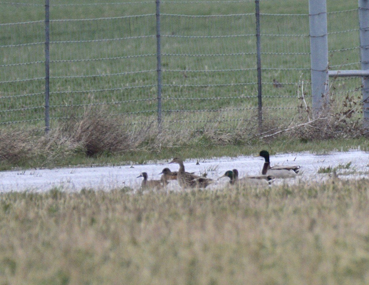 dabbling duck sp. - ML53408721