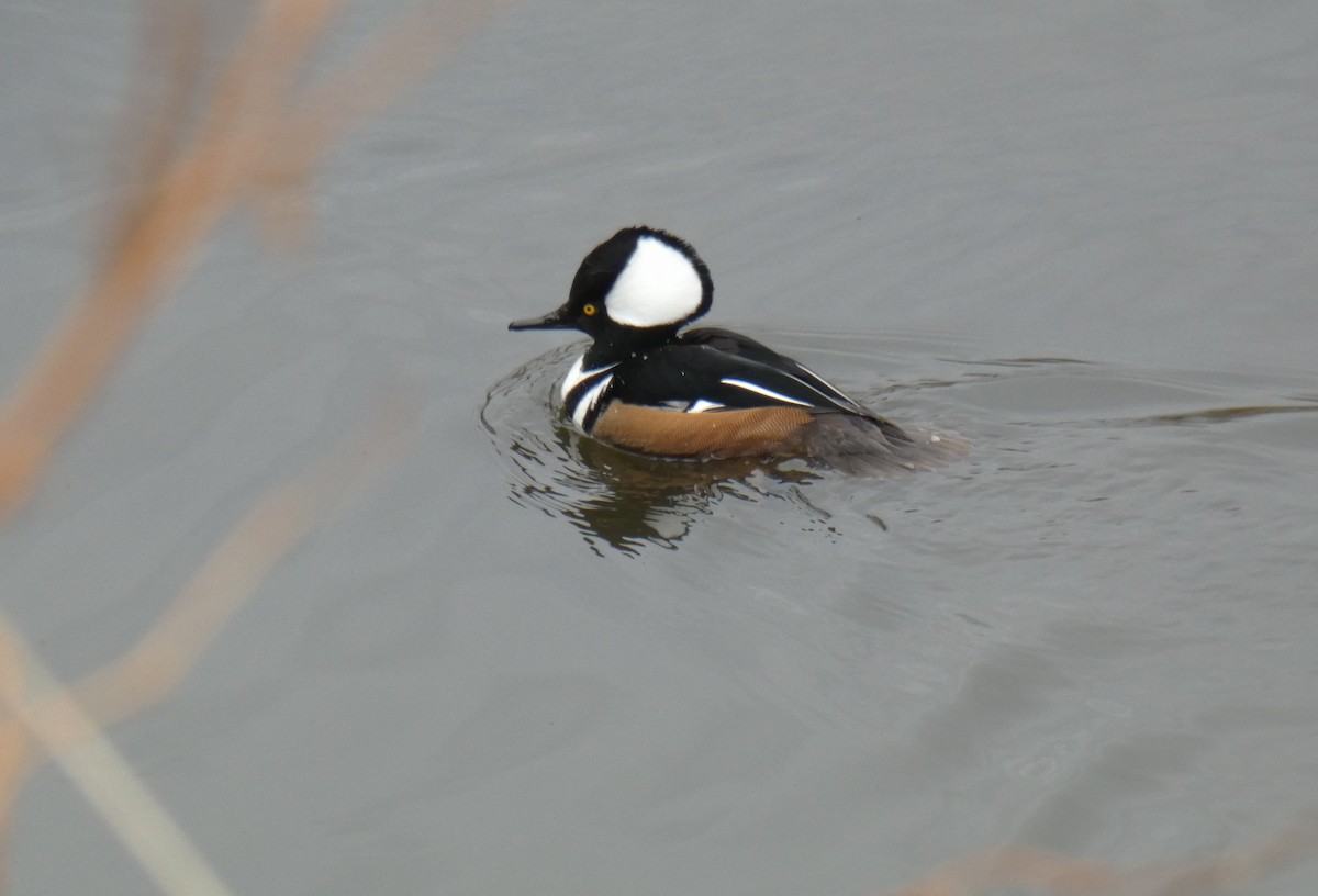 Hooded Merganser - ML534087501