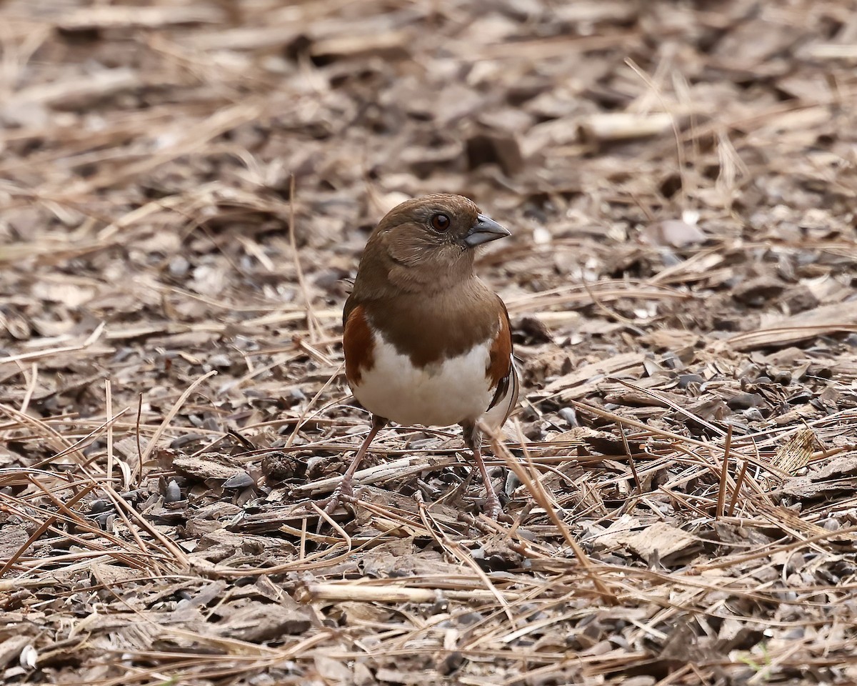 pipilo rudooký - ML534087531