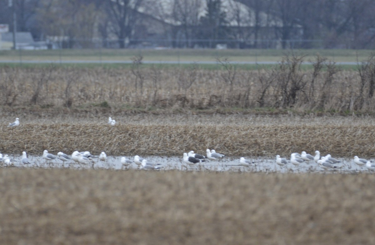 Lesser Black-backed Gull - ML53408821