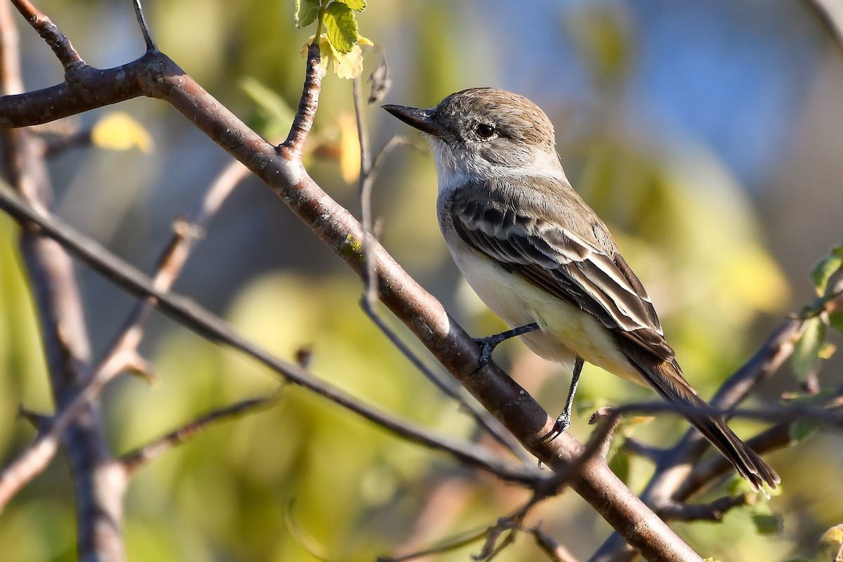 Nutting's Flycatcher - ML534088211