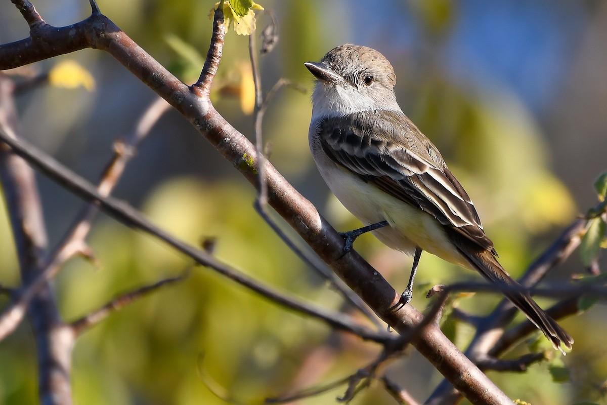 Nutting's Flycatcher - ML534088221