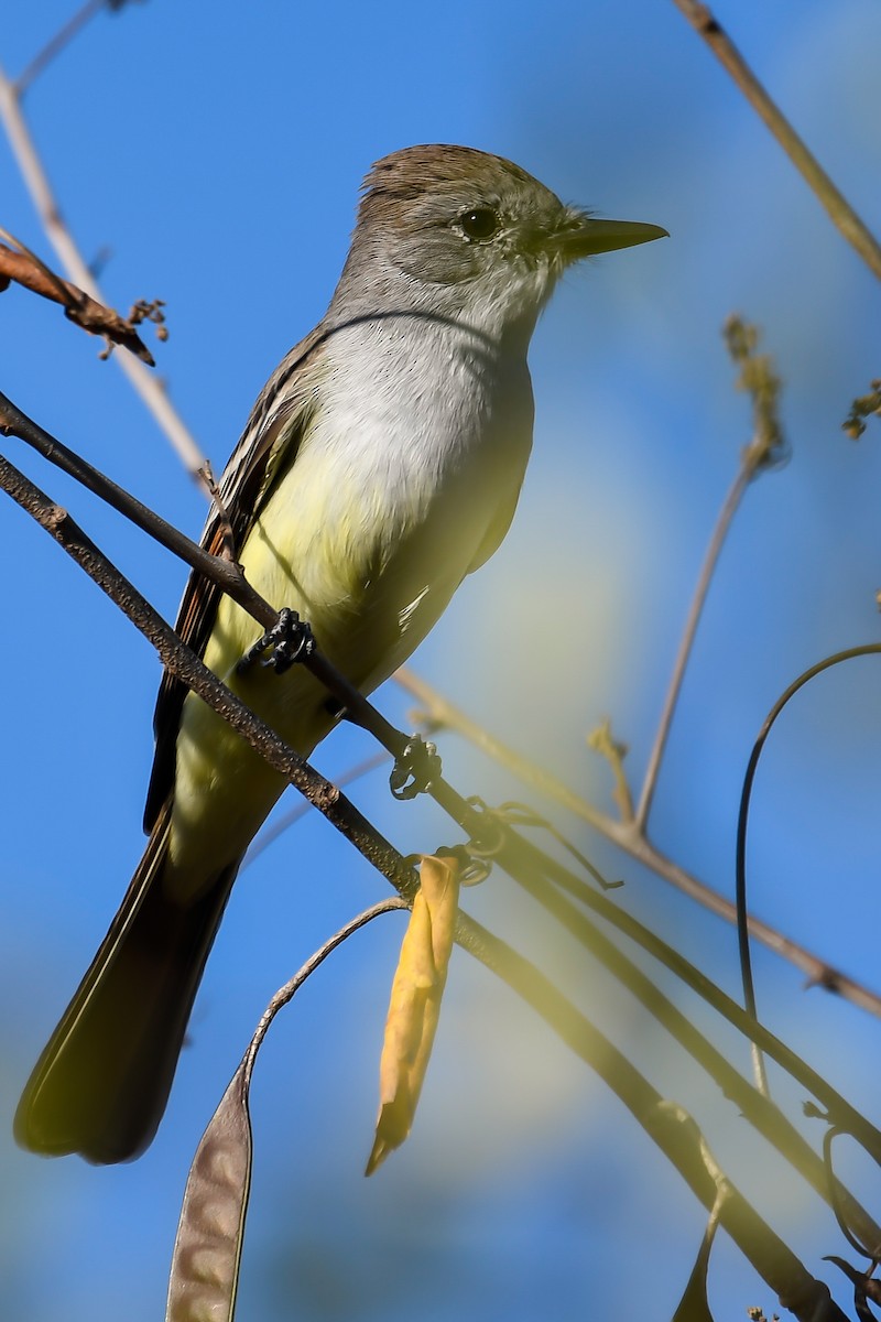 Brown-crested Flycatcher - ML534088311