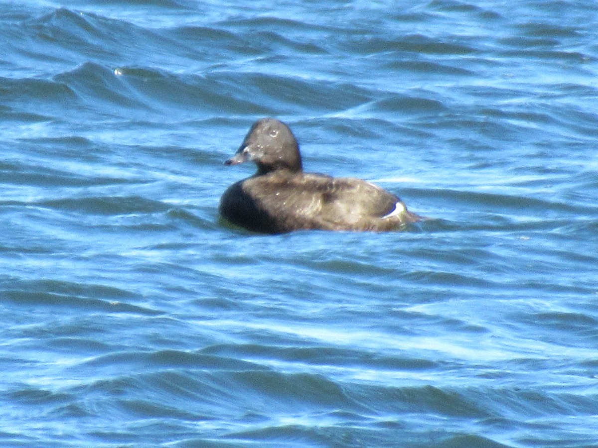 White-winged Scoter - ML534089141