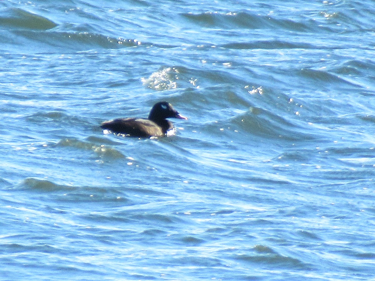 White-winged Scoter - ML534089311