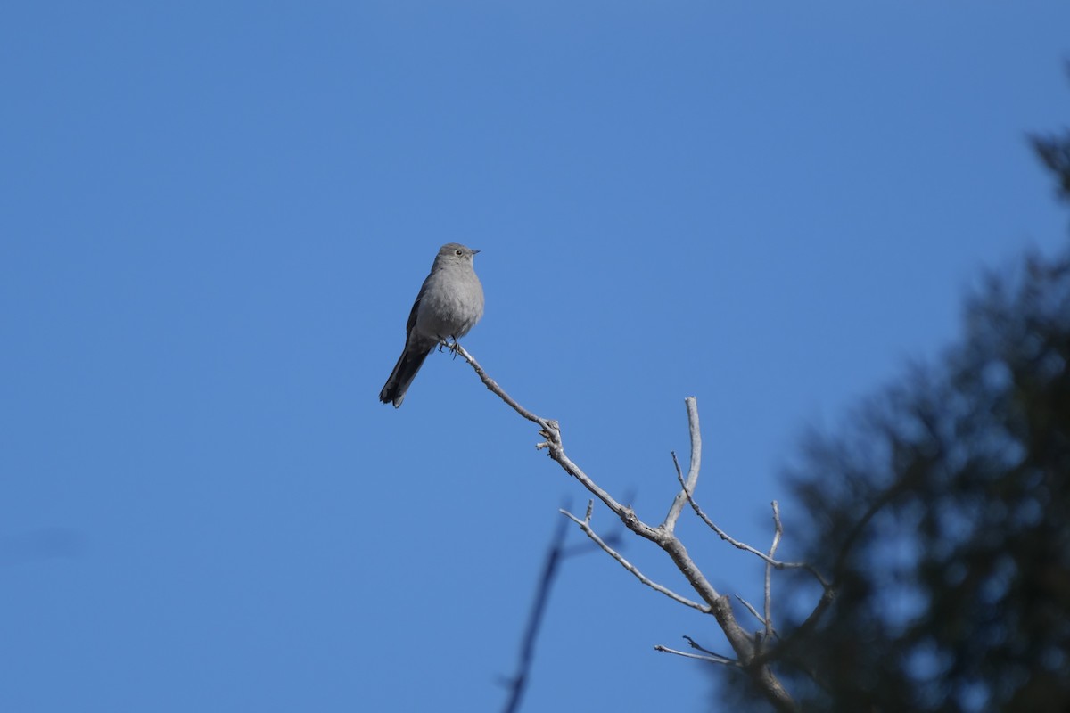 Townsend's Solitaire - ML534089711