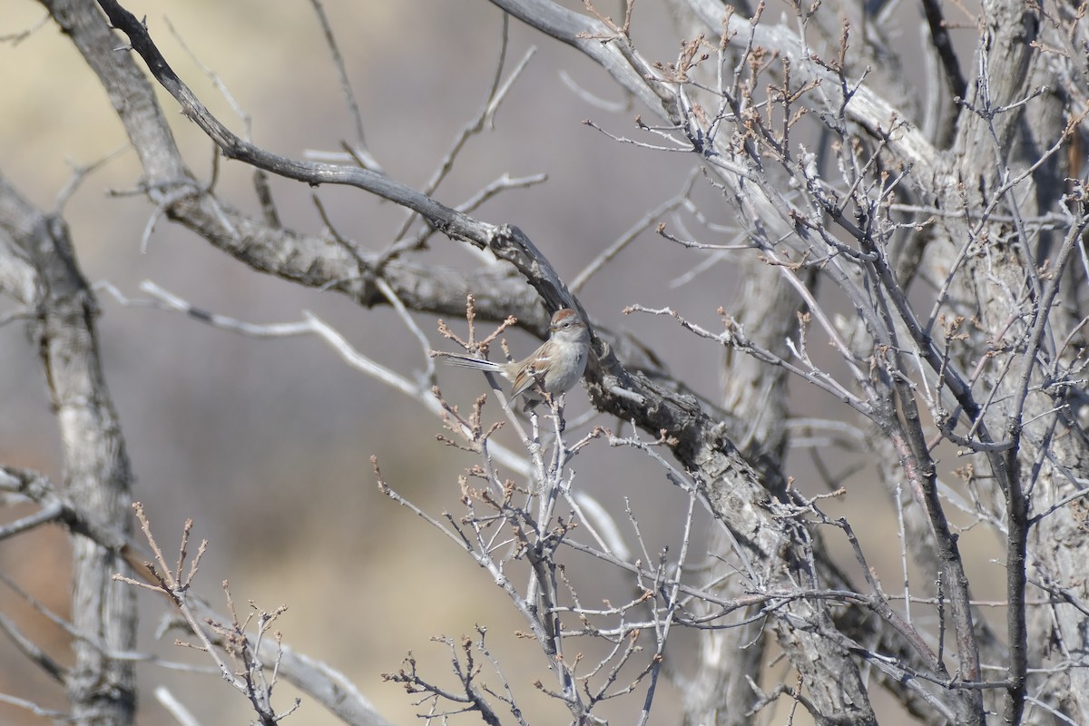 American Tree Sparrow - ML534089931