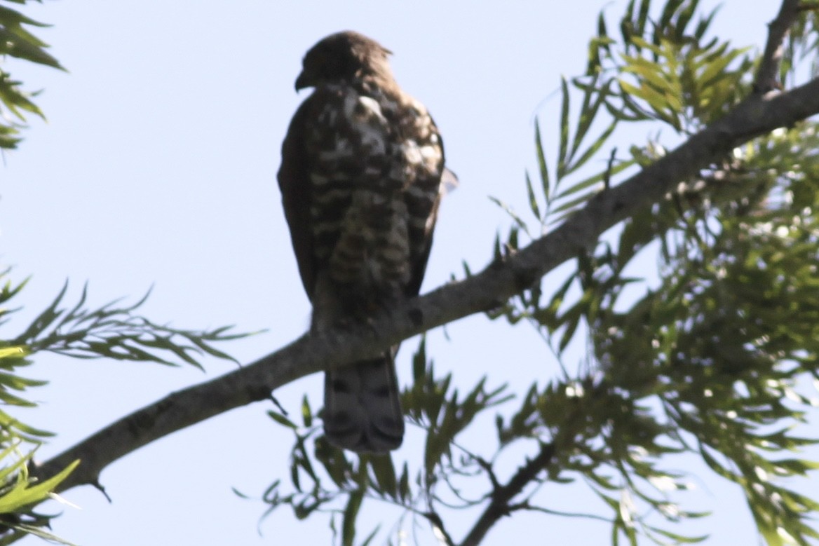 Crested Goshawk - ML534091301