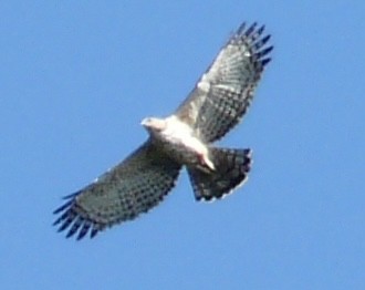 Legge's Hawk-Eagle - Vikas Madhav Nagarajan