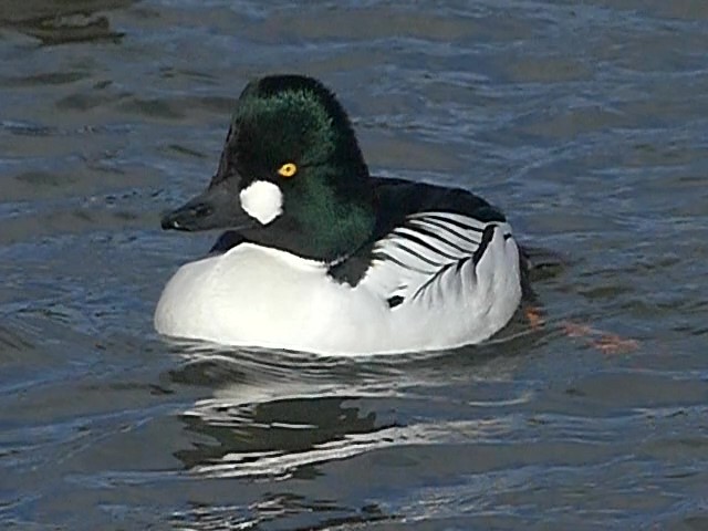 Common Goldeneye - ML534093351