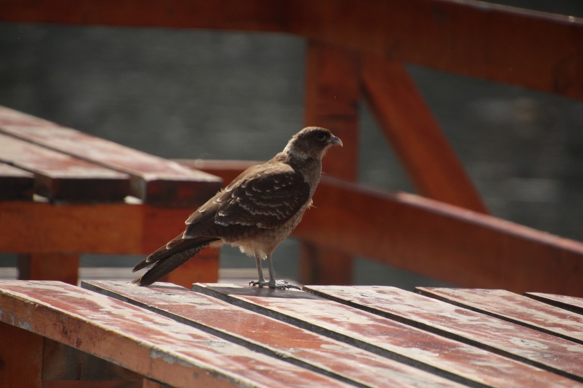 Chimango Caracara - ML534094011