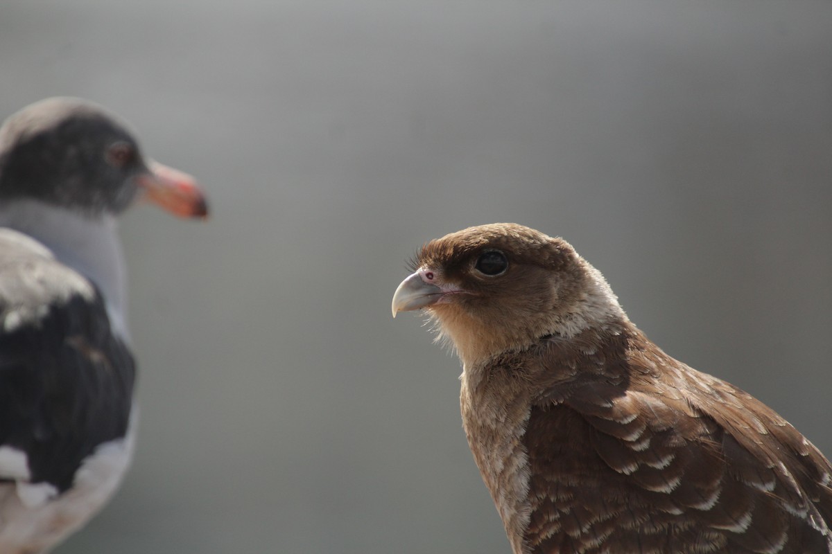 Chimango Caracara - ML534094031