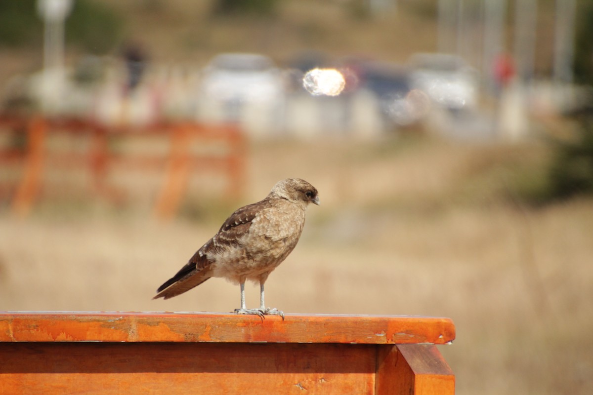 Chimango Caracara - ML534094061