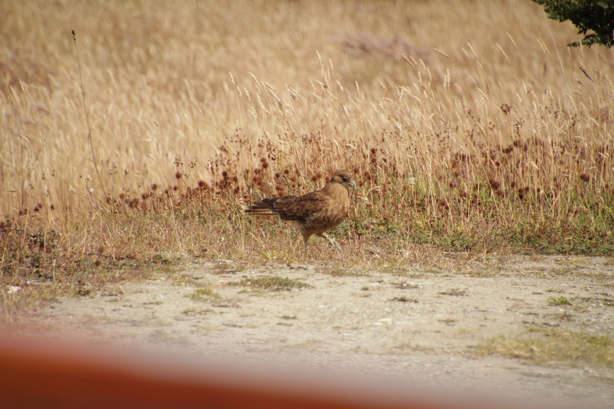 Chimango Caracara - ML534094081