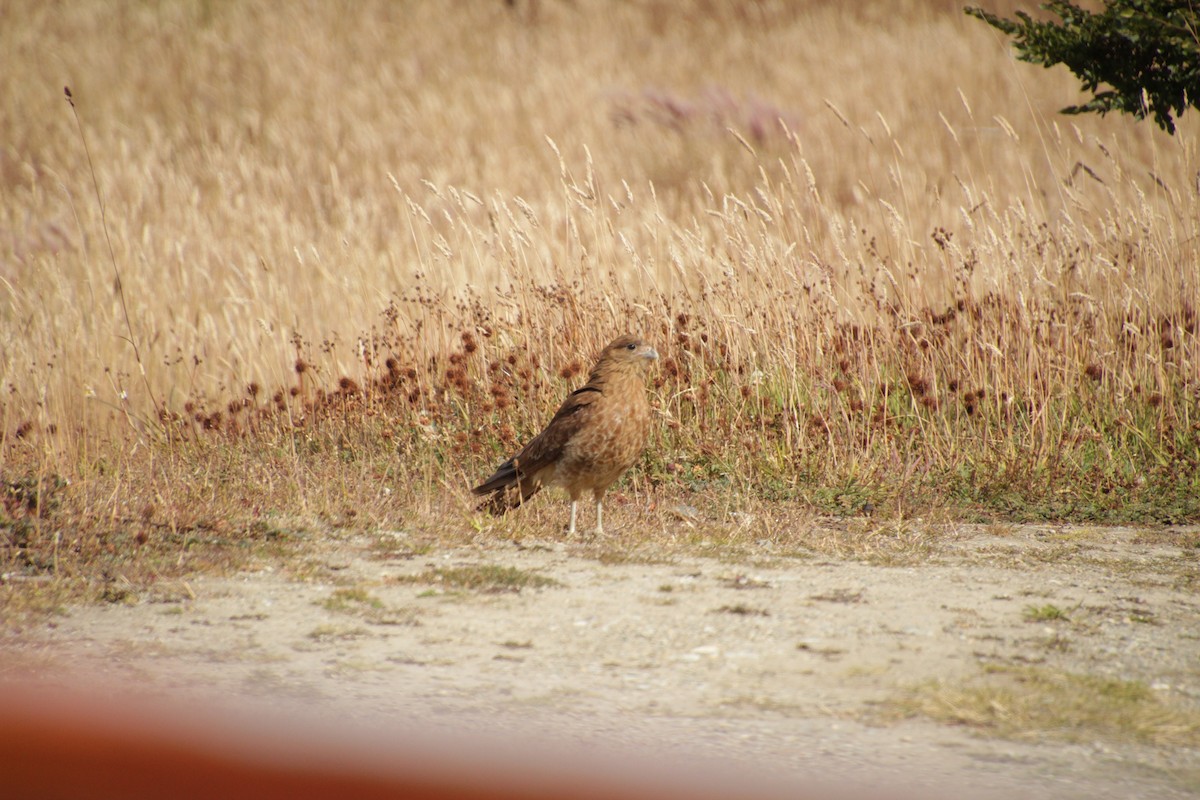 Caracara chimango - ML534094091