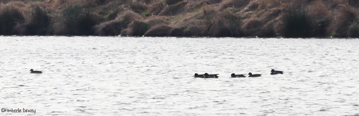 American Wigeon - ML53409511