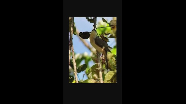 Dark-billed Cuckoo - ML534095291