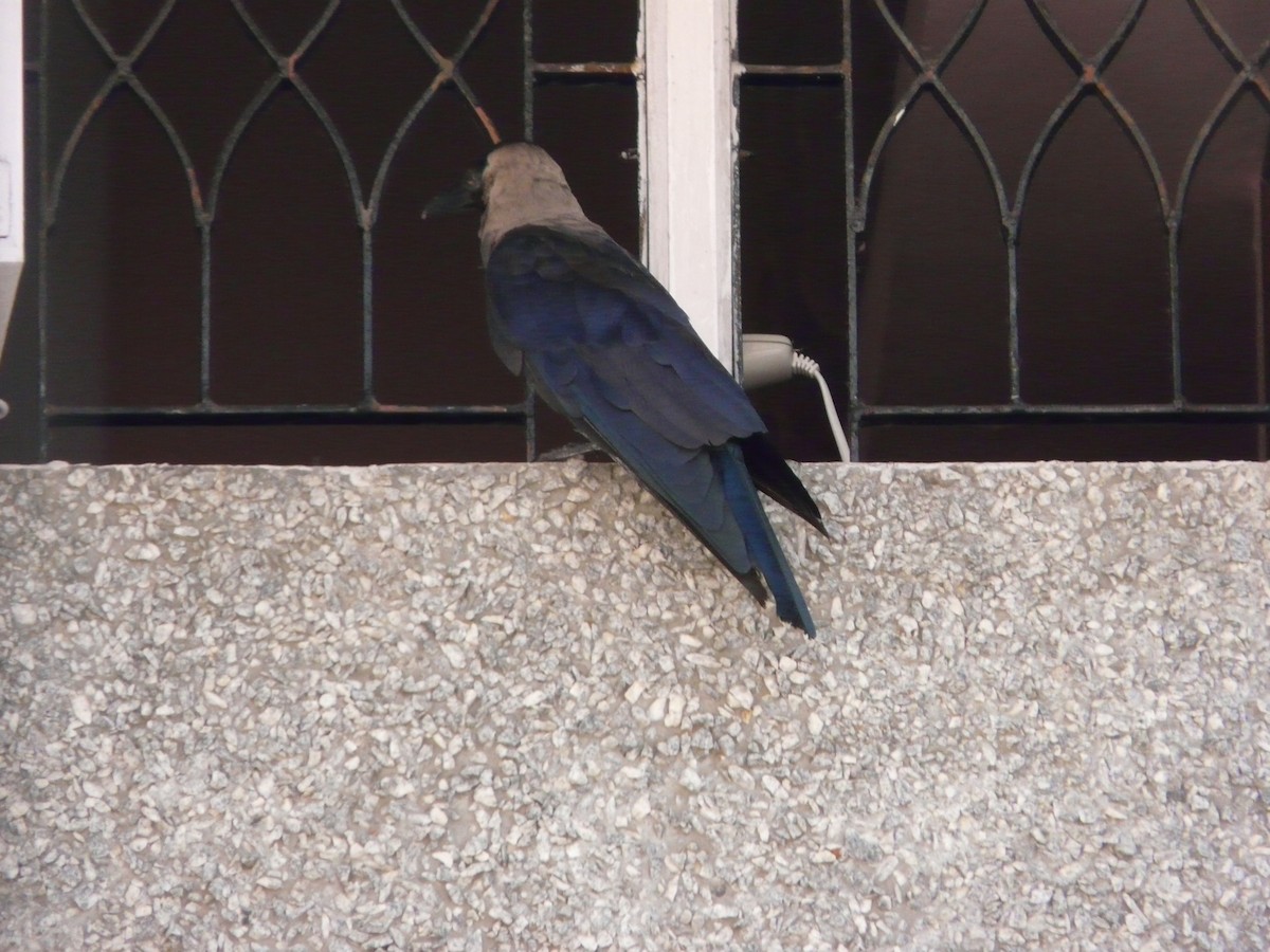 House Crow - ML534096171