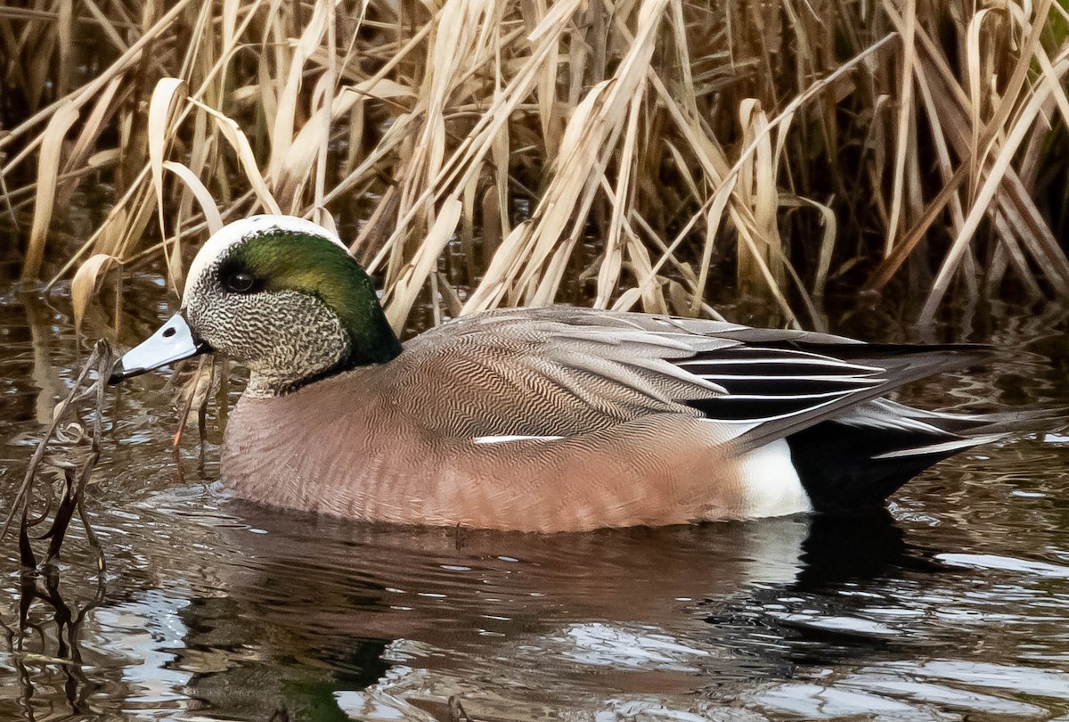 American Wigeon - Steve Juhasz