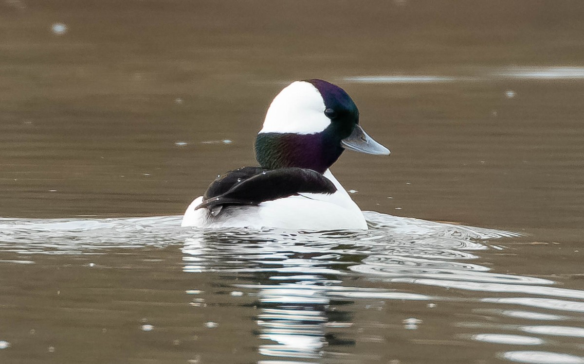 Bufflehead - ML534096341