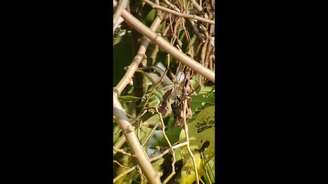 Mangrovekuckuck - ML534096961