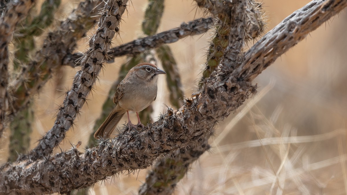 Rufous-crowned Sparrow - ML534097791