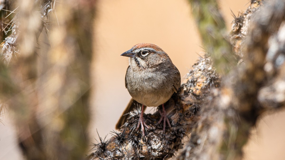 Rufous-crowned Sparrow - ML534097841