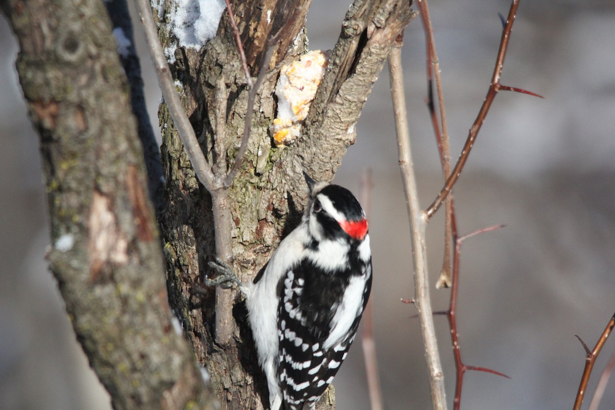 Downy Woodpecker - gilles cyr