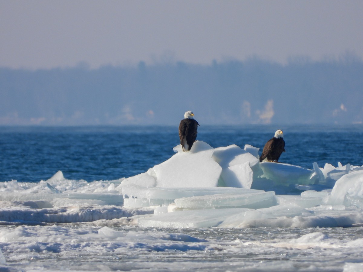 Bald Eagle - ML534098911