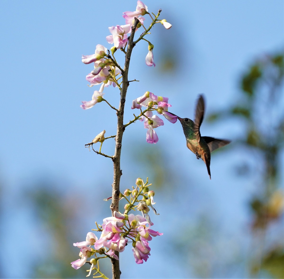 Buff-bellied Hummingbird - Eva De La Torre