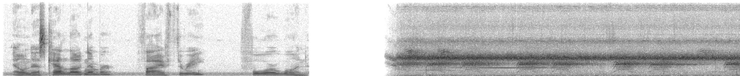 Carpophage de Micronésie - ML5341