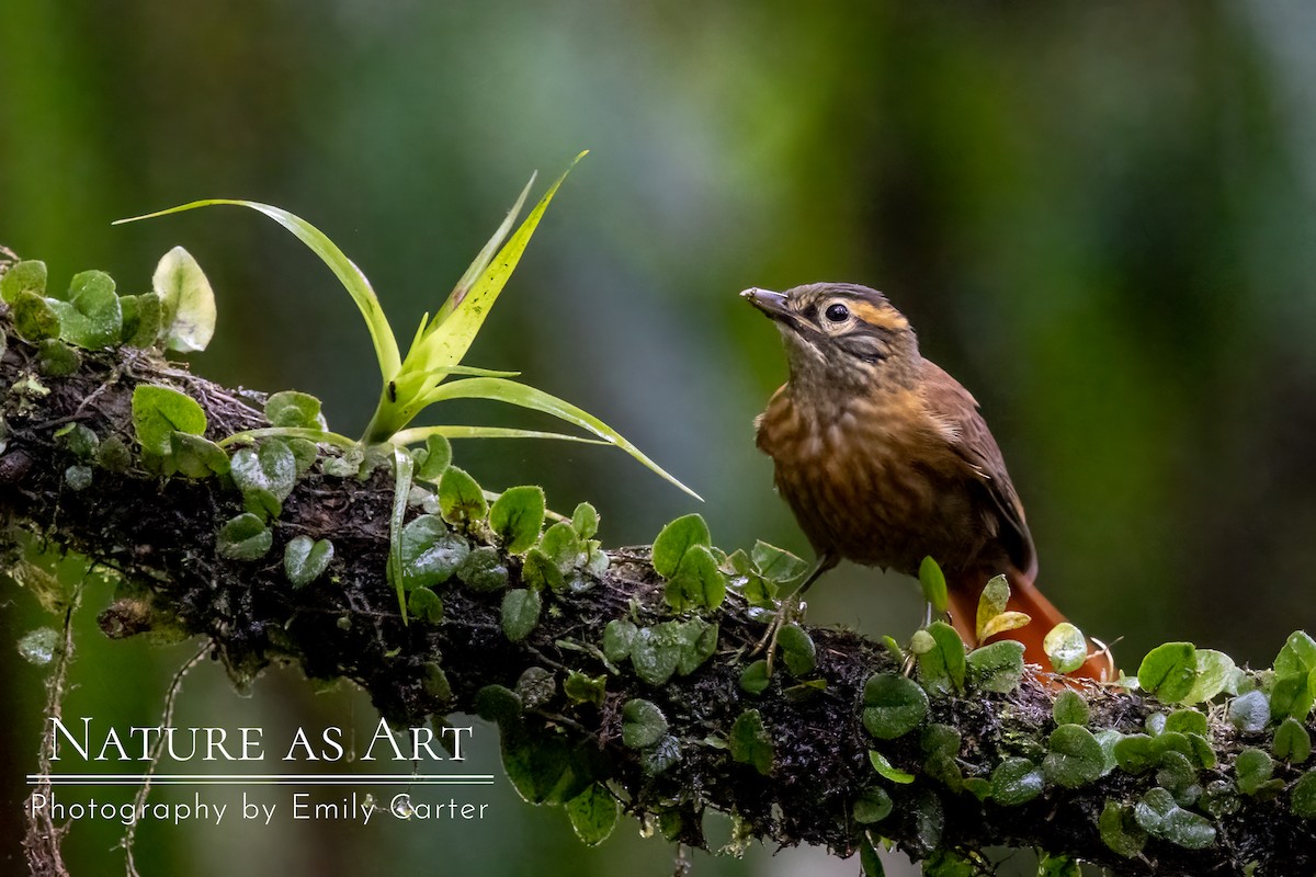 Scaly-throated Foliage-gleaner - ML534101181