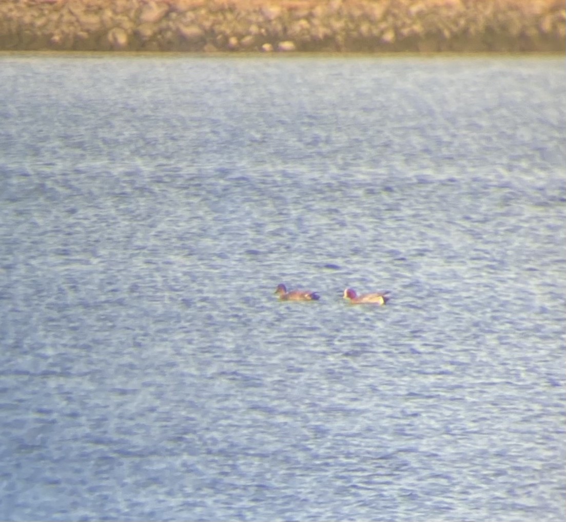 Eurasian Wigeon - ML534101601