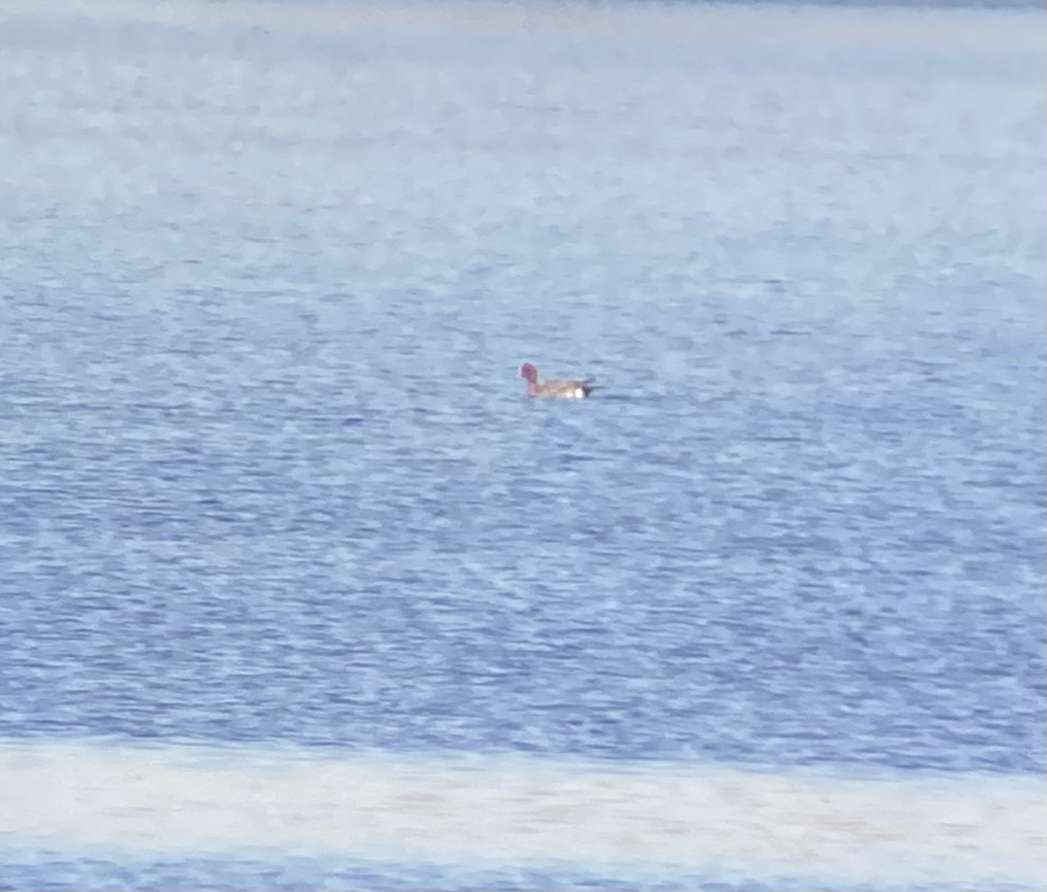 Eurasian Wigeon - ML534101621