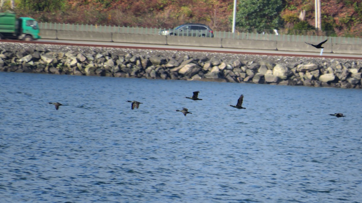 Cormoran de Brandt - ML534102211